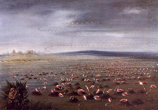 Ambush for Flamingoes, George Catlin